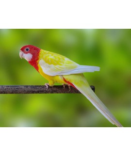 Eastern Rosella Lutino (Platycercus eximius lutino..